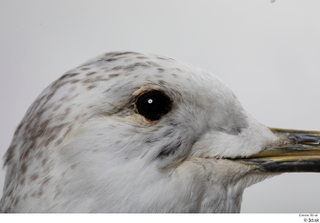 Common gull Larus Canus eye 0001.jpg